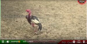 Clip Huế vs Quảng Bình - trường gà Savan
