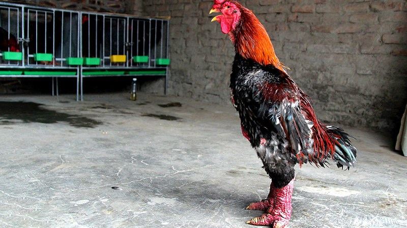 Gà Đông Tảo - Một trong số giống gà có tuổi thọ cao