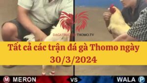 Đá gà Thomo 30/3/2024 - Full clip các trận gà trong ngày