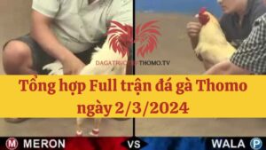 Đá gà Thomo 1/3/2024 - Full clip các trận gà trong ngày