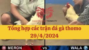 Đá gà Thomo 29/4/2024 - Full clip các trận gà trong ngày