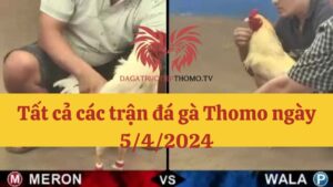 Đá gà Thomo 5/4/2024 - Full clip các trận gà trong ngày