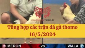 Đá gà Thomo 16/5/2024 - Full clip các trận gà trong ngày