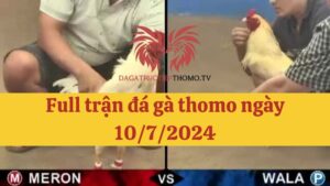 Đá gà Thomo 10/7/2024 - Full clip các trận gà trong ngày