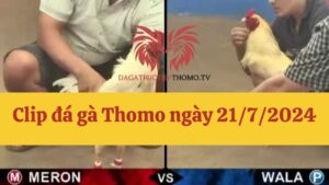 Đá gà Thomo 21/7/2024 - Full clip các trận gà trong ngày